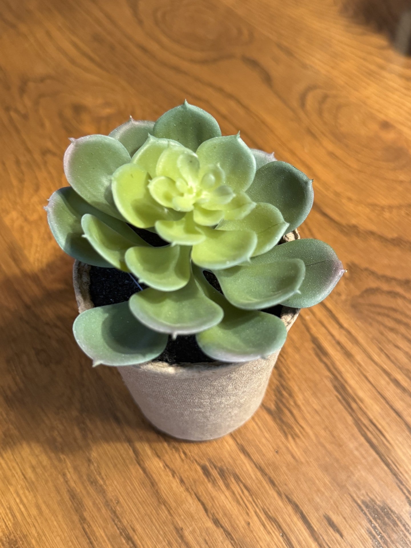 Succulents in Paper Mache Pots