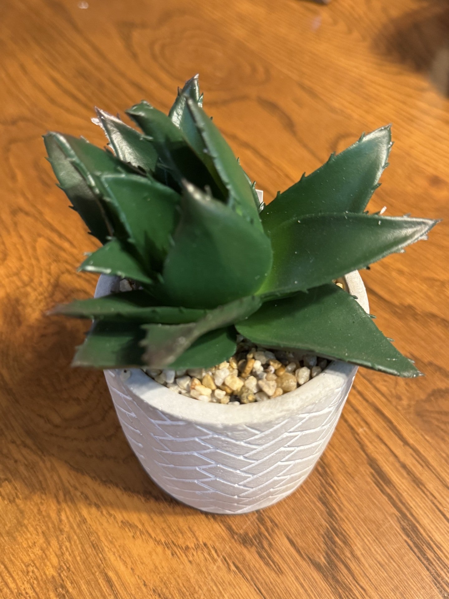 Succulents In Cement Pots