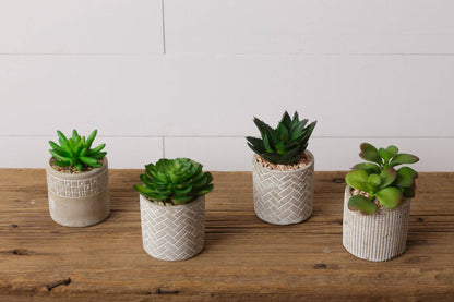 Succulents In Cement Pots