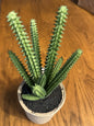 Succulents in Paper Mache Pots
