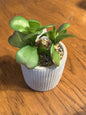 Succulents In Cement Pots