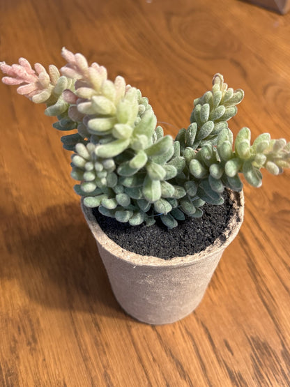 Succulents in Paper Mache Pots