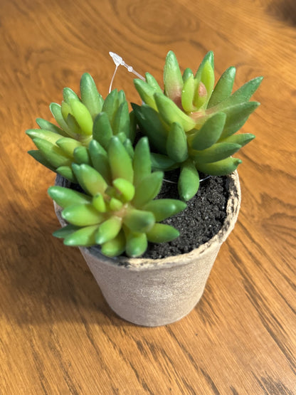 Succulents in Paper Mache Pots