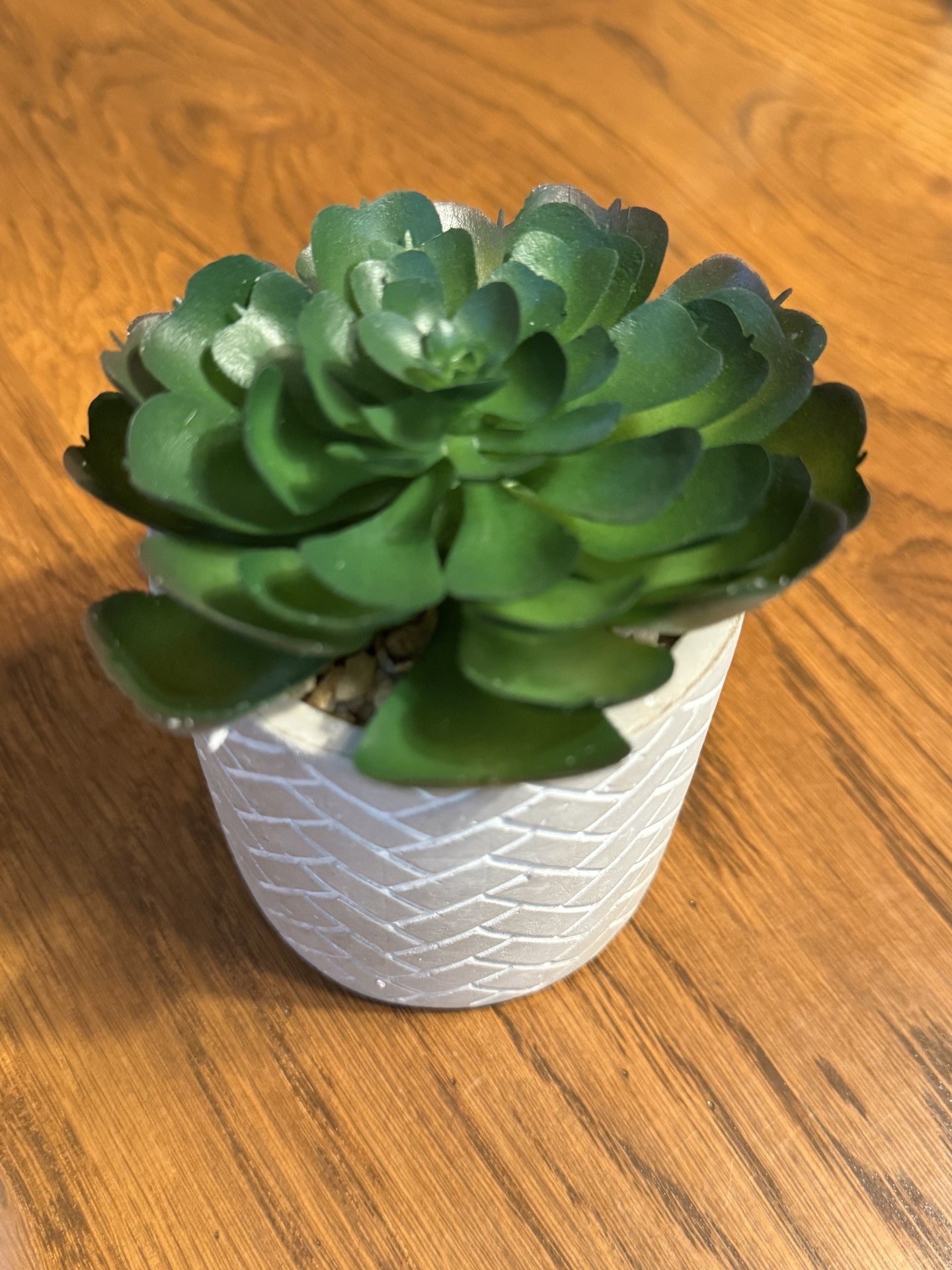 Succulents In Cement Pots