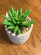 Succulents In Cement Pots