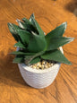 Succulents In Cement Pots