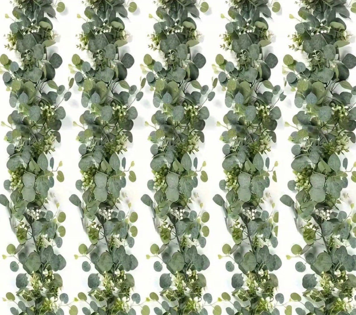 Eucalyptus Vine