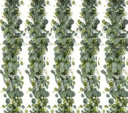 Eucalyptus Vine