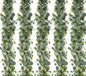 Eucalyptus Vine
