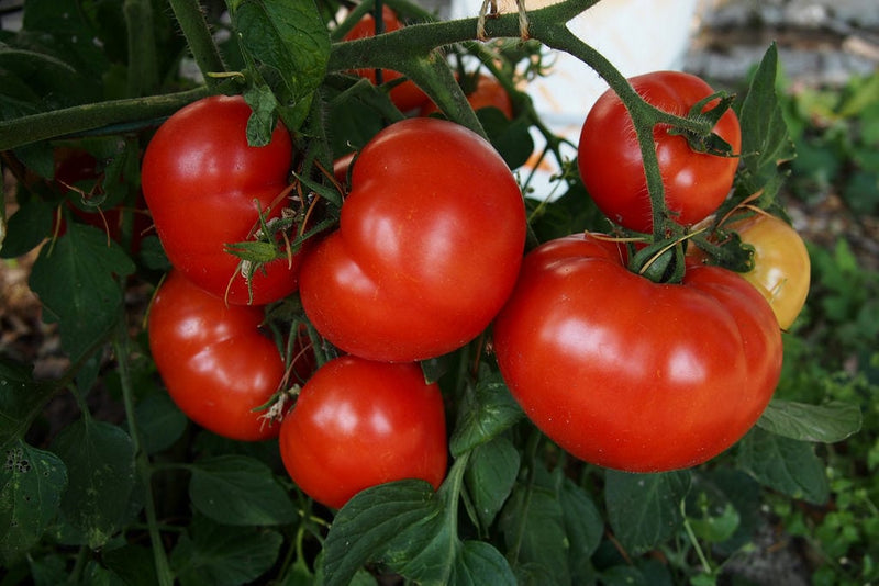 Tomatoes (4 packs)